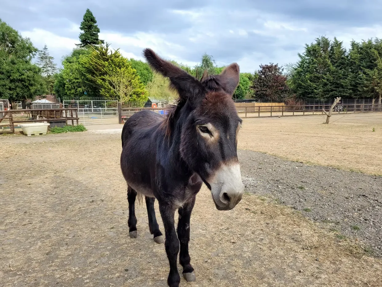 Rescue Donkeys