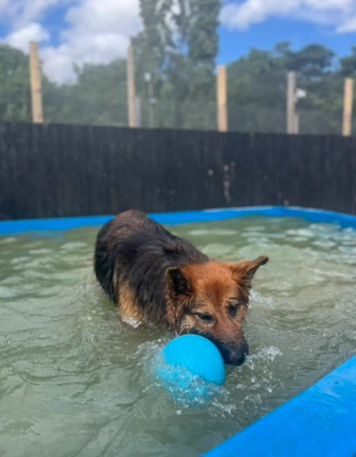 Dog swimming in our pool