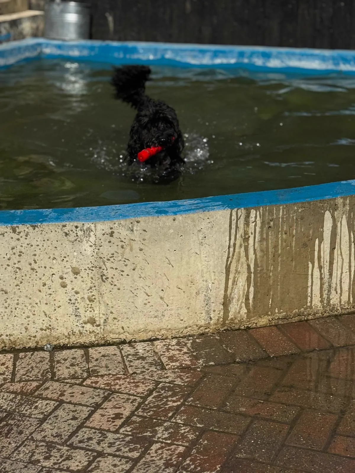 German Shepherd at the pool area